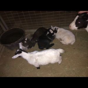 Meet your Posher, Ariel